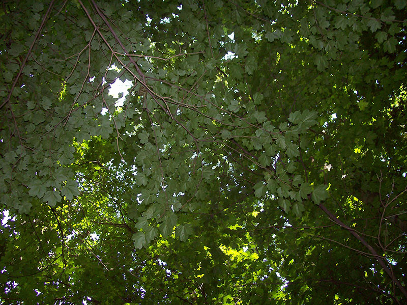 Image of Acer campestre specimen.