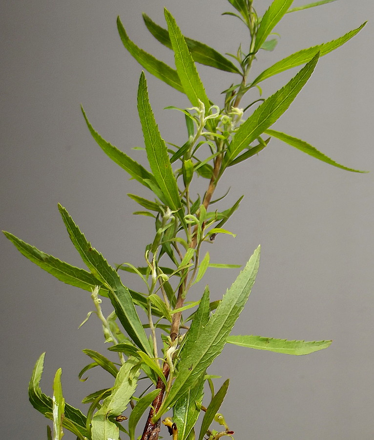 Image of Spiraea &times; arguta specimen.