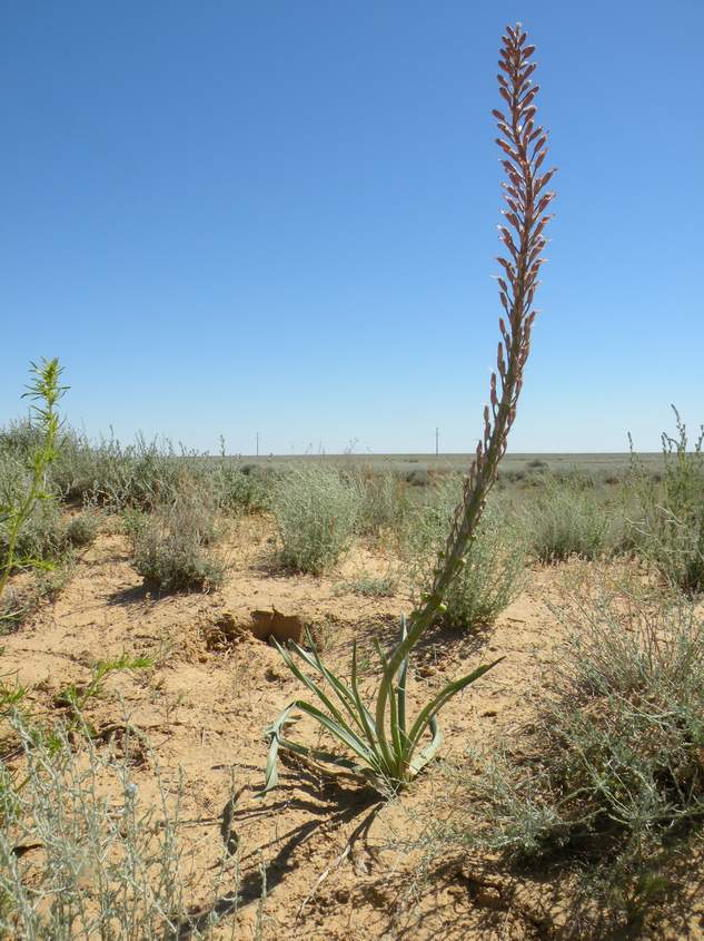 Image of Eremurus inderiensis specimen.