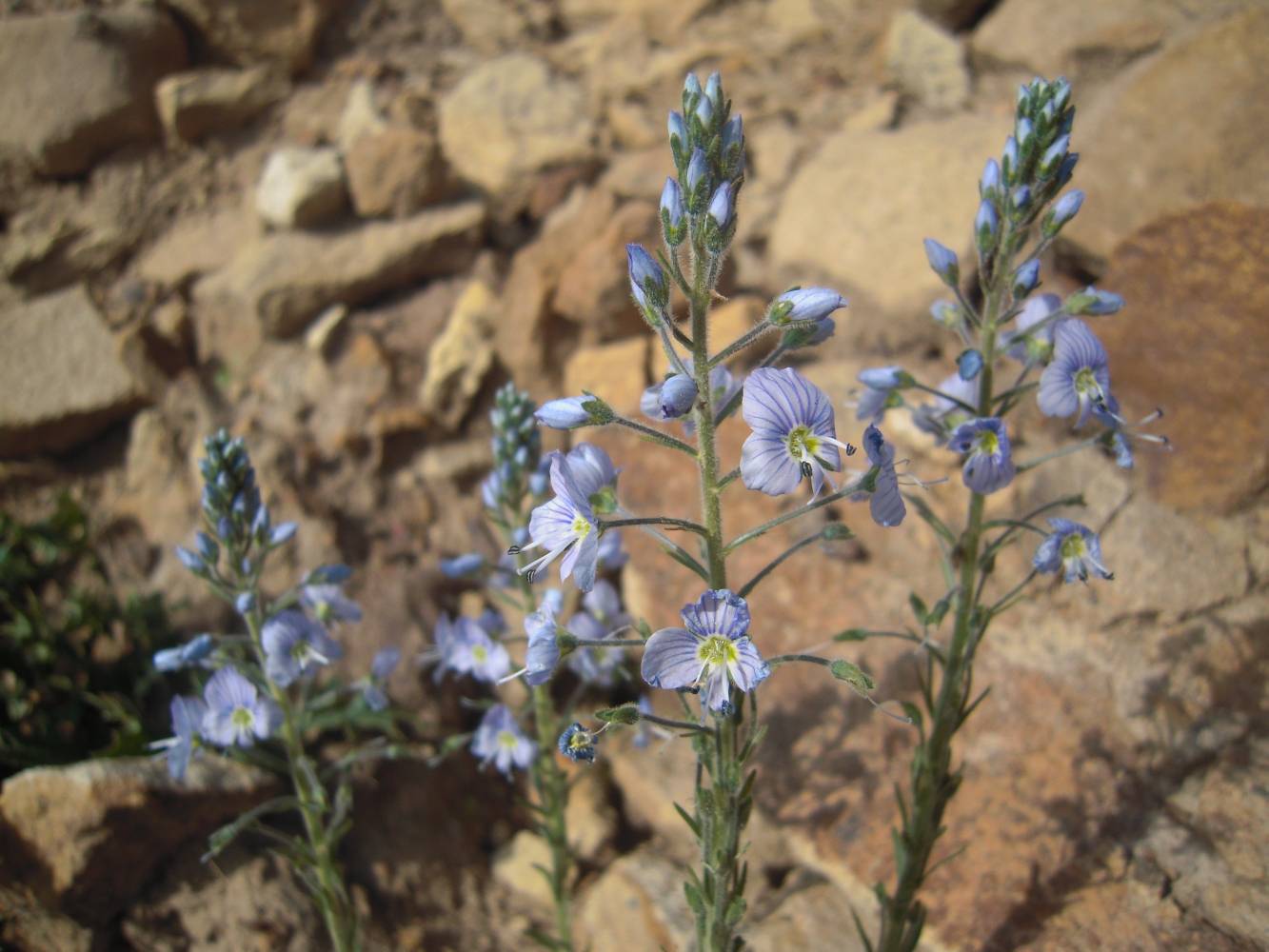 Image of Veronica gentianoides specimen.