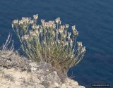 Jurinea stoechadifolia