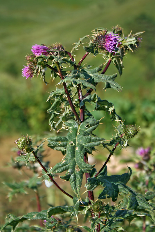 Image of Cirsium czerkessicum specimen.