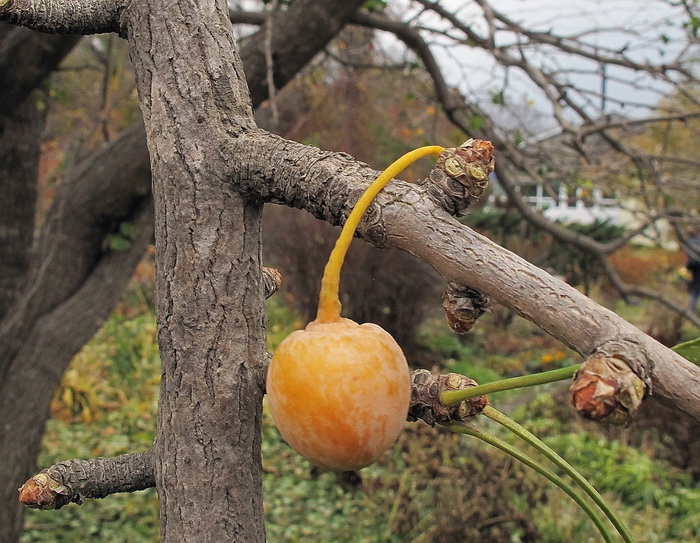 Изображение особи Ginkgo biloba.