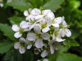 Cardamine leucantha. Соцветие. Хабаровский край, Ванинский р-н, верховье р. Хуту, возле ручья. 20.07.2012.