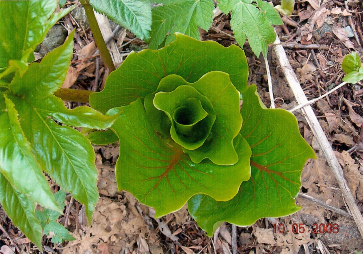 Изображение особи Cardiocrinum cordatum.