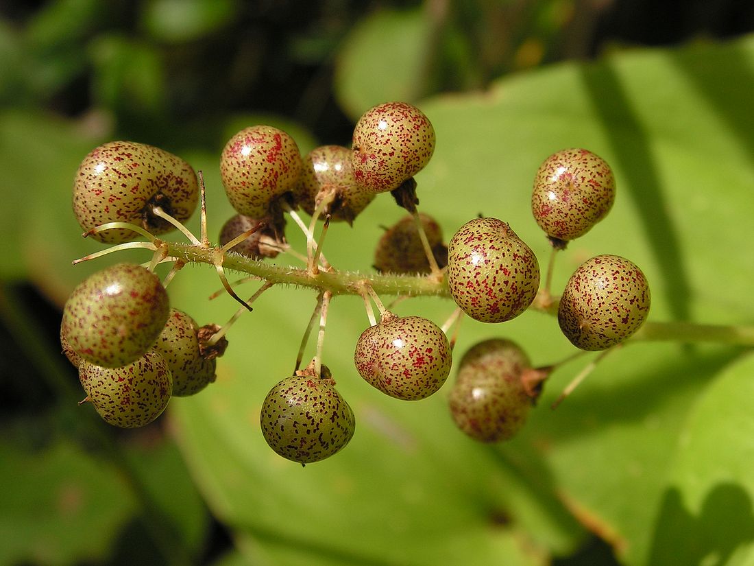 Image of Maianthemum bifolium specimen.