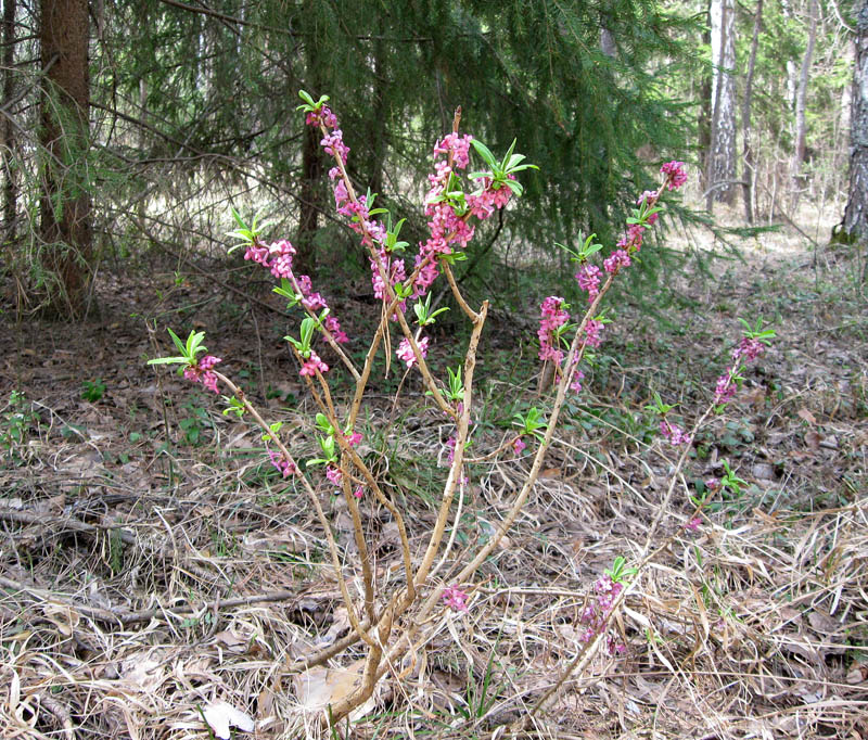 Image of Daphne mezereum specimen.