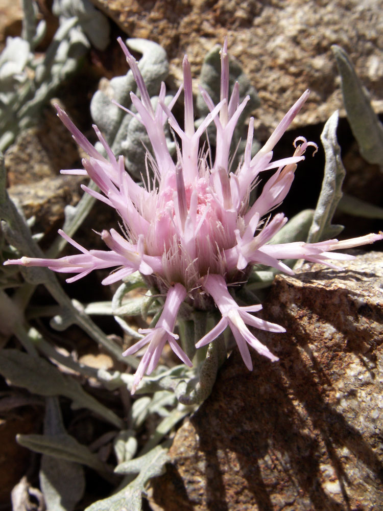 Image of Jurinea algida specimen.