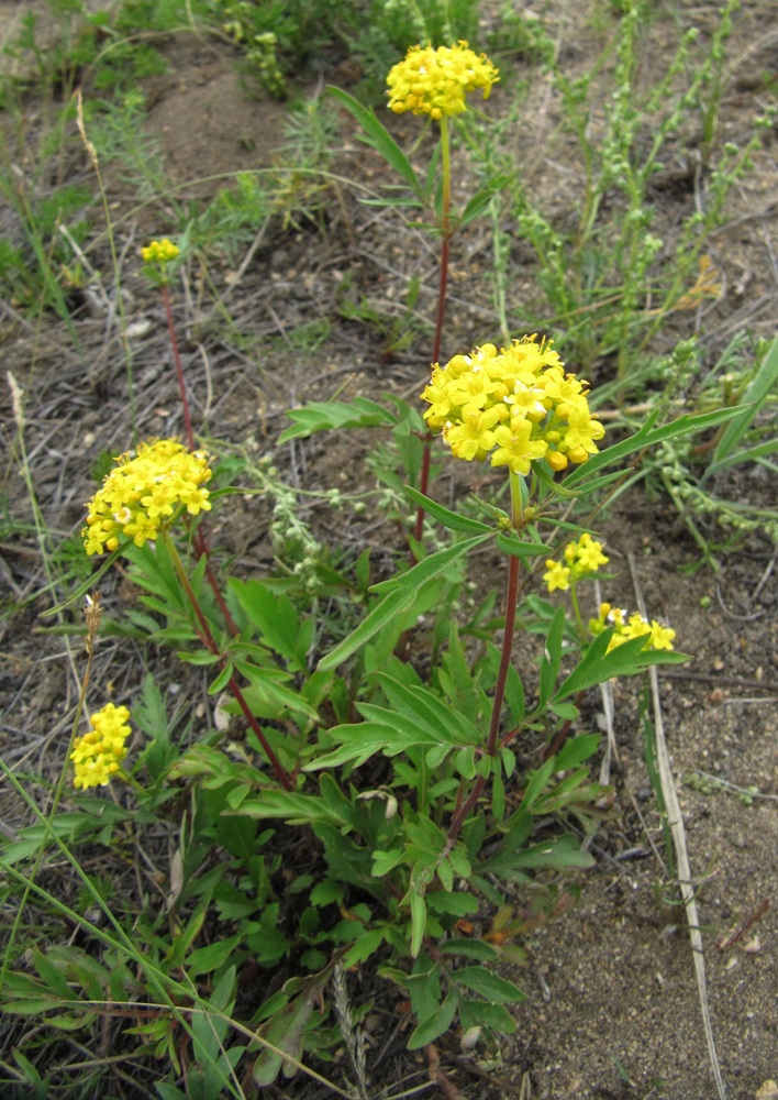 Image of Patrinia rupestris specimen.