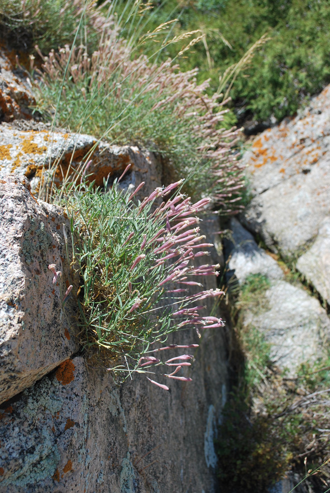 Image of Silene kuschakewiczii specimen.