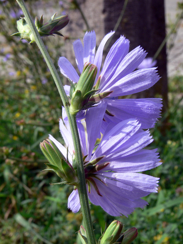 Image of Cichorium intybus specimen.