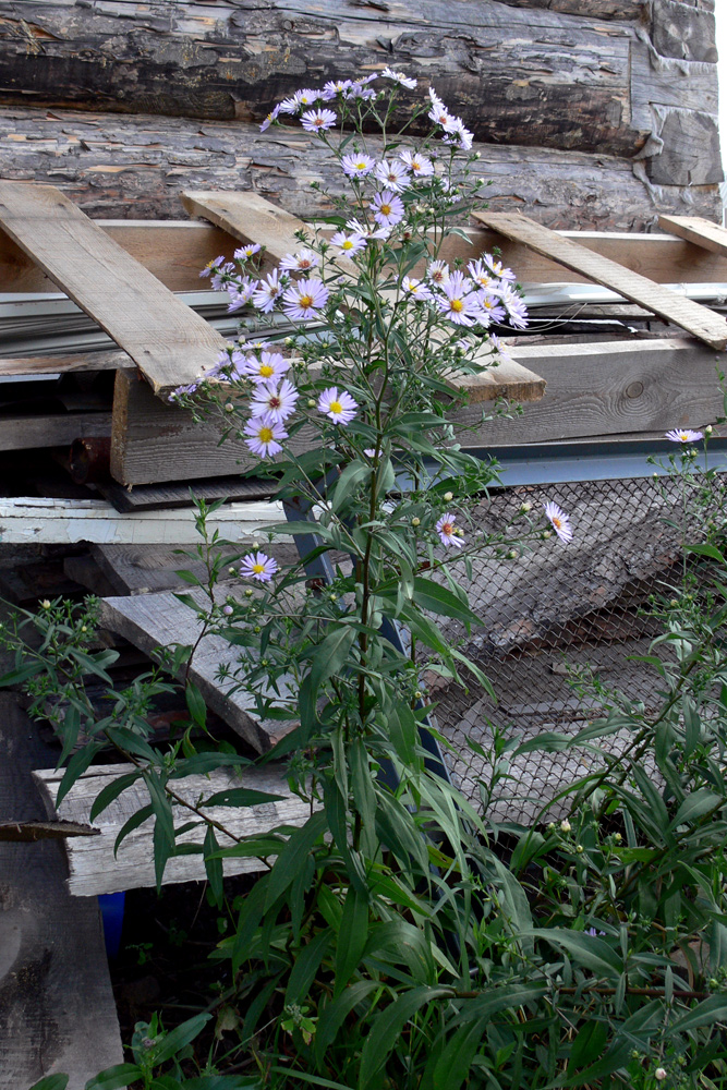 Image of Symphyotrichum novi-belgii specimen.