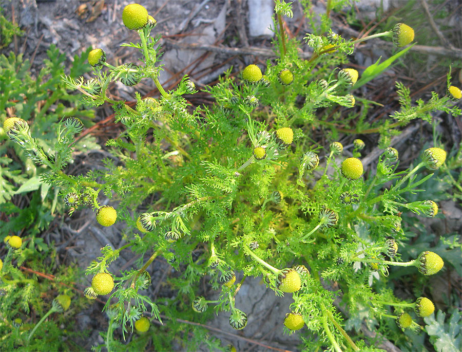 Image of Matricaria aurea specimen.