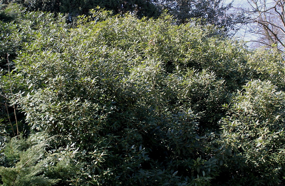 Image of Osmanthus &times; burkwoodii specimen.