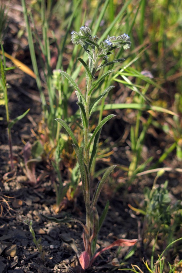 Image of Rochelia retorta specimen.