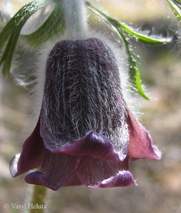 Image of Pulsatilla pratensis specimen.