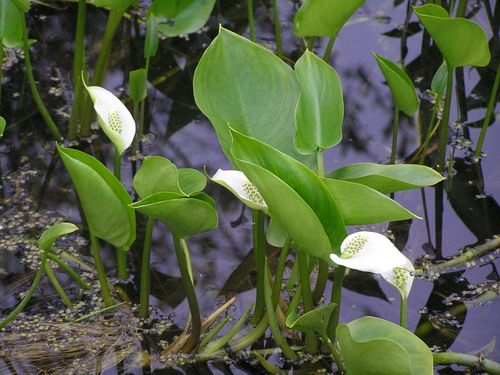 Изображение особи Calla palustris.