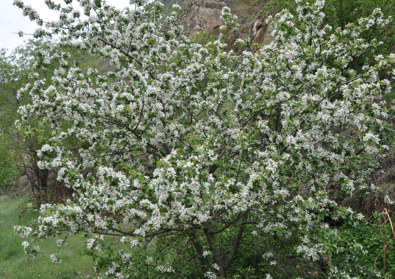 Изображение особи Malus orientalis.