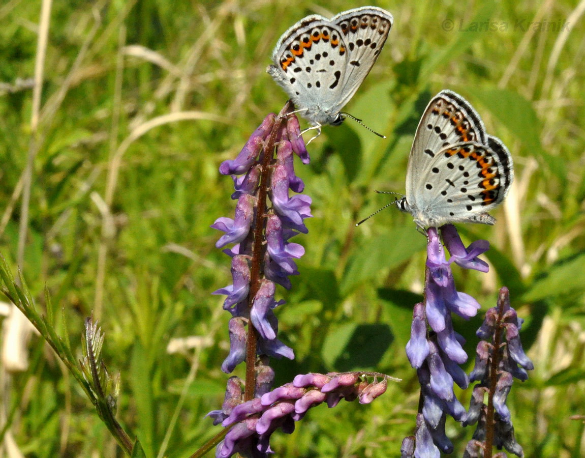 Изображение особи Vicia cracca.