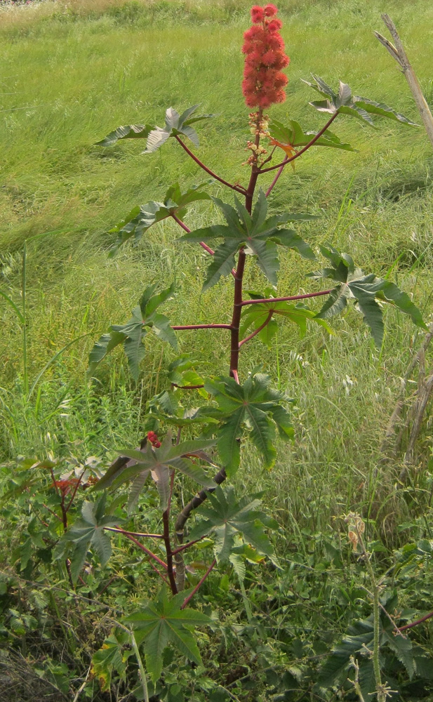 Изображение особи Ricinus communis.