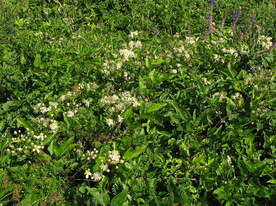 Image of Clematis vitalba specimen.