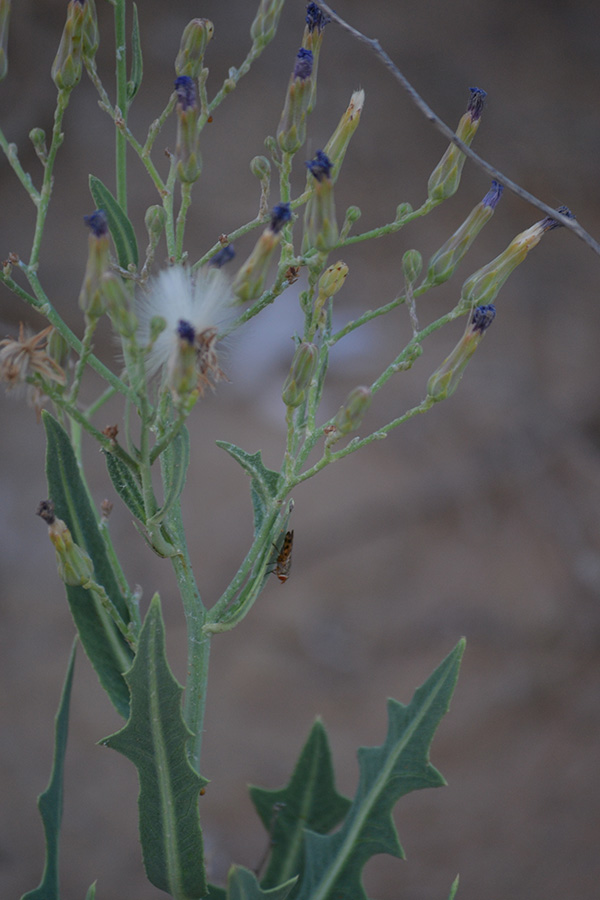 Image of Lactuca tatarica specimen.