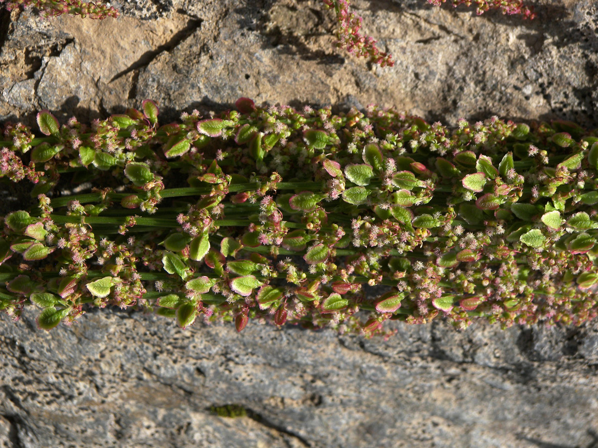 Image of Rumex arifolius specimen.