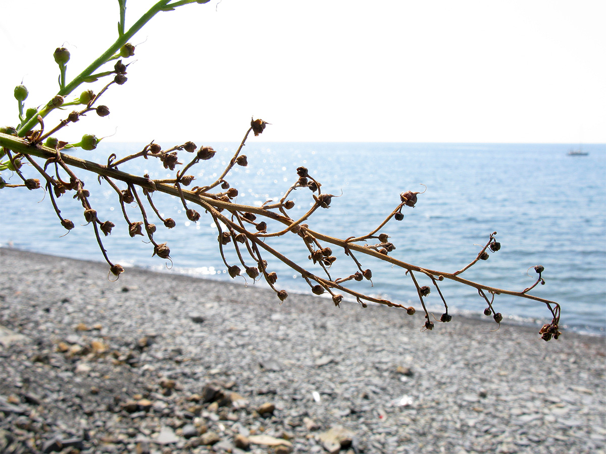 Image of Scrophularia rupestris specimen.