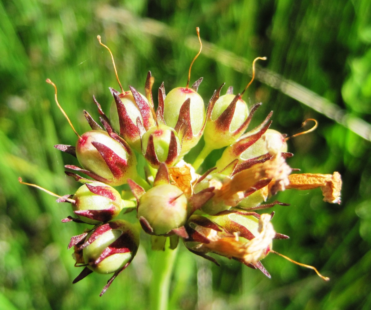 Image of Primula auriculata specimen.