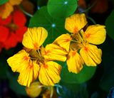 Tropaeolum majus