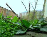 Смотреть изображение род Plantago