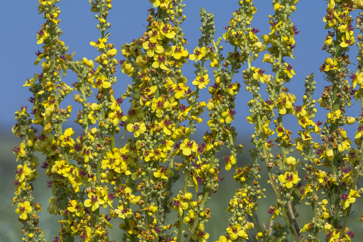 Image of Verbascum marschallianum specimen.