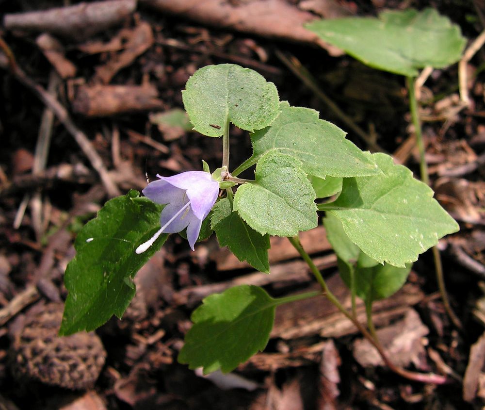 Изображение особи Adenophora pereskiifolia.