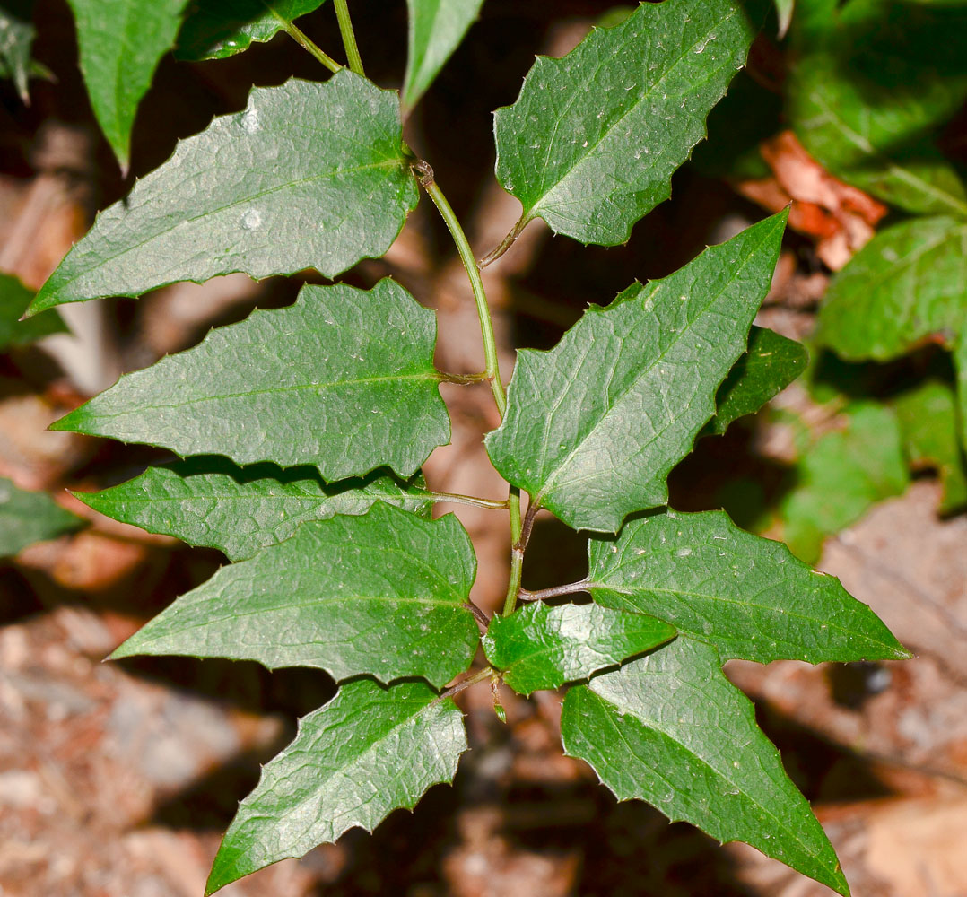 Image of Pseudogynoxys chenopodioides specimen.