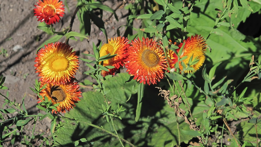 Image of Xerochrysum bracteatum specimen.