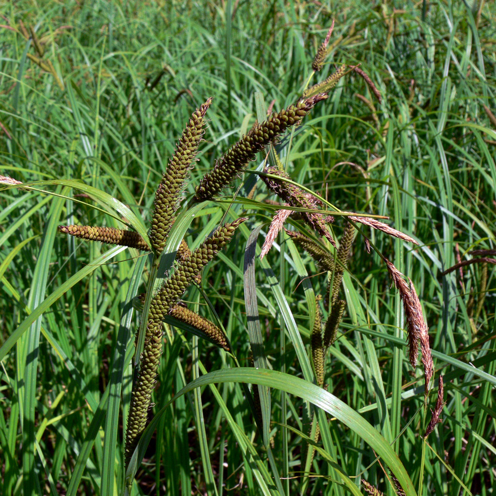 Изображение особи род Carex.