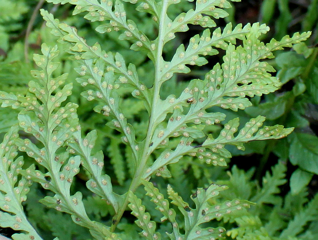 Image of Polypodium interjectum specimen.