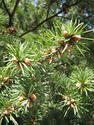 Image of genus Abies specimen.