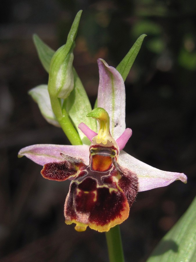 Image of Ophrys oestrifera specimen.