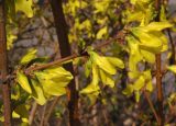 Forsythia &times; intermedia