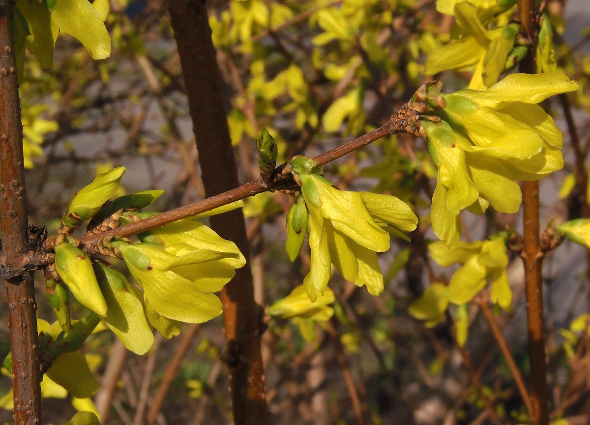 Image of Forsythia &times; intermedia specimen.