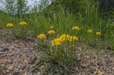 genus Taraxacum