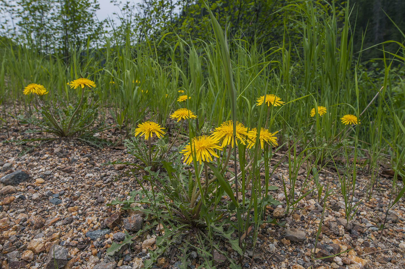 Image of genus Taraxacum specimen.