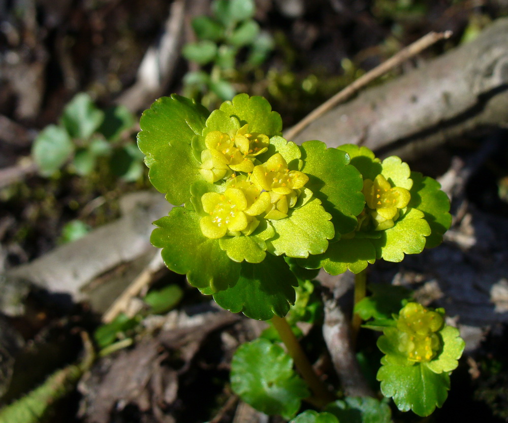 Изображение особи Chrysosplenium alternifolium.