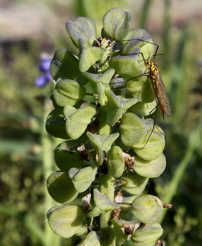 Image of genus Muscari specimen.