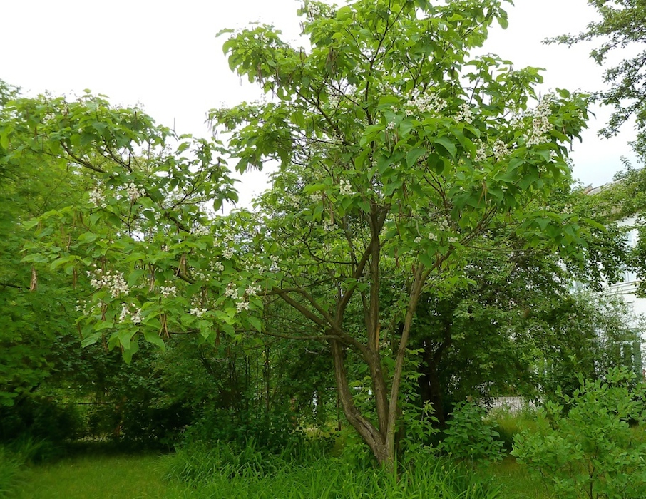 Изображение особи Catalpa bignonioides.