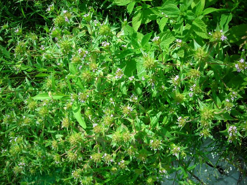 Image of Collomia linearis specimen.