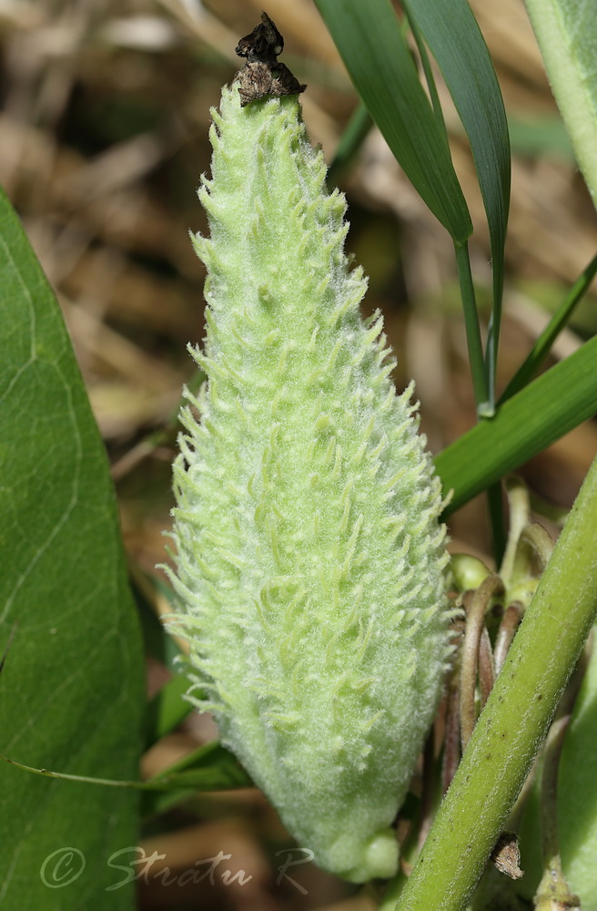 Изображение особи Asclepias syriaca.