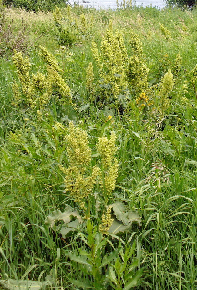 Image of Rumex confertus specimen.