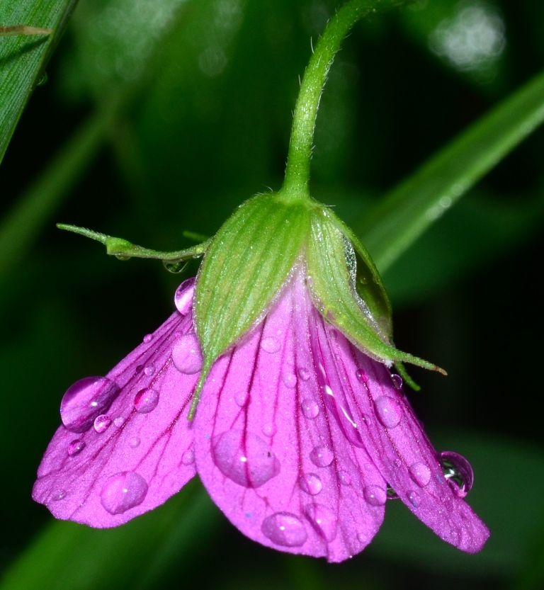 Изображение особи Geranium palustre.